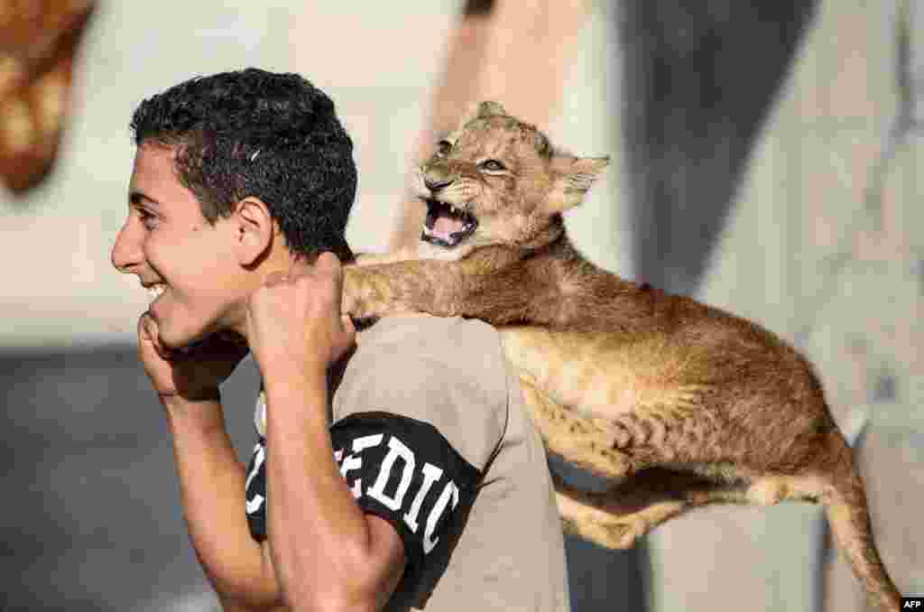 A Palestinian youth plays with a lion cub in Khan Yunis in the southern Gaza Strip.