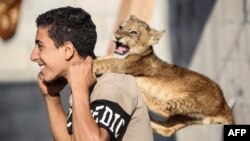 A Palestinian youth plays with one lion cub at his family house in Khan Yunis in the southern Gaza Strip on November 9, 2020. 