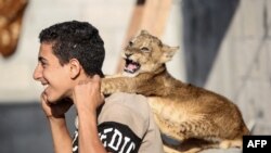 A Palestinian youth plays with a lion cub in Khan Yunis in the southern Gaza Strip.