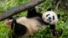 En esta foto, proporcionada por la Alianza para la Vida Silvestre del Zoológico de San Diego, aparece Xin Bao, una panda gigante de casi 4 años, el miércoles 3 de julio de 2024, en San Diego, EEUU.