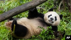 En esta foto, proporcionada por la Alianza para la Vida Silvestre del Zoológico de San Diego, aparece Xin Bao, una panda gigante de casi 4 años, el miércoles 3 de julio de 2024, en San Diego, EEUU.