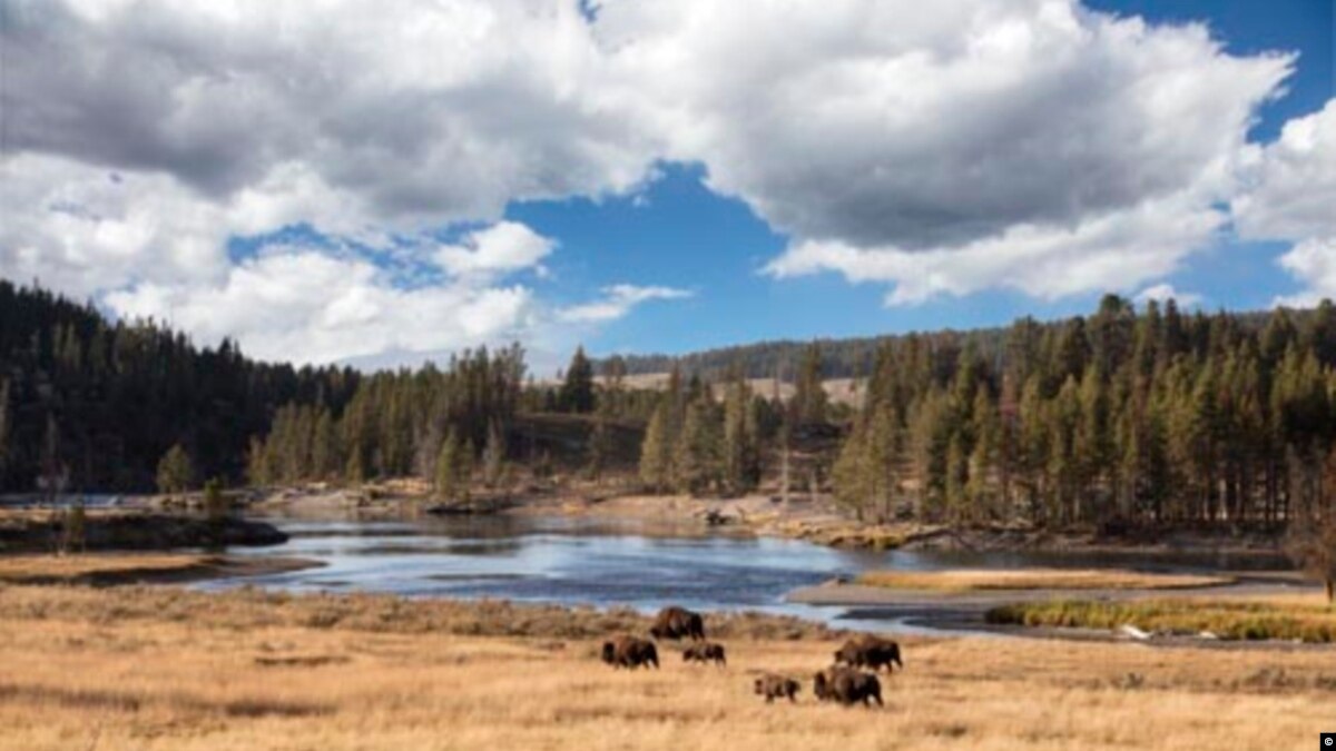 Taman Nasional Yellowstone Akan Bunuh 900 Bison Akhir Tahun Ini