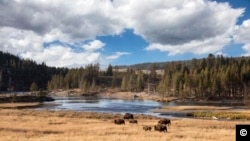 Yellowstone, taman nasional tertua di AS. (Carol M. Highsmith, Koleksi Perpustakaan Kongres)