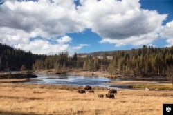 Bison in Yellowstone National Park (Carol M. Highsmith, Library of Congress Collection)