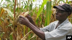 In this March 8, 2011 photo, Joseph Dzindwa, who has expanded from a one-hectare to an eight-hectare maize farm , checks his hybrid maize crop in Catandica, Mozambique. (AP Photo/Donna Bryson)