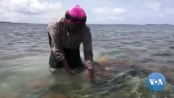 Women Turn to Seaweed Farming on Kenya’s Southern Coast