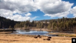 Bison di Taman Nasional Yellowstone (Foto: Carol M. Highsmith/Koleksi Library of Congress)