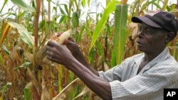 FILE - A farmer checks a maize crop in Catandica, Mozambique. (AP) 