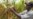 Report: Double African Agriculture R&D