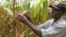 In this March 8, 2011 photo, Joseph Dzindwa, who has expanded from a one-hectare to an eight-hectare maize farm , checks his hybrid maize crop in Catandica, Mozambique. (AP Photo/Donna Bryson)
