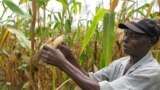 Zimbabwe Yobatsirwa neMari Inoita $55m Ichasimudzira Kurima