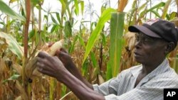  Izulu Kalinanga Ngemfanelo Lonyaka