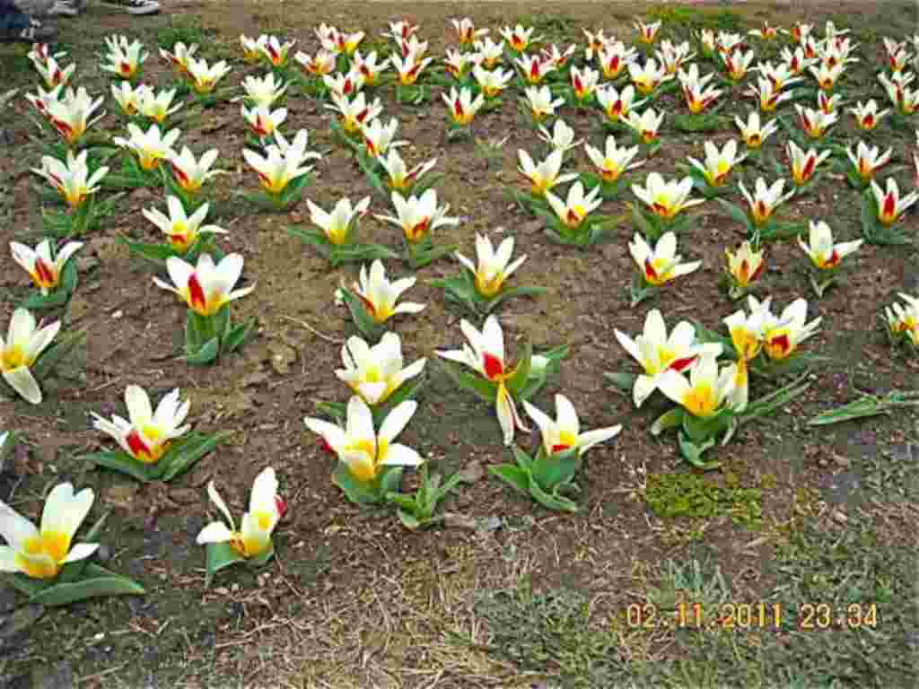 فستیوال شکوفه های گیلاس در واشنگتن ۲۰۱۱