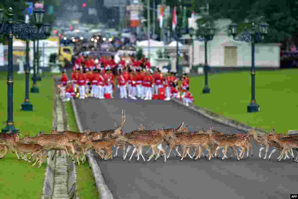 Deer walk past Indonesia's honor guard as they wait for the arrival of Saudi Arabia's King Salman bin Abdul Aziz at the presidential palace in Bogor, Indonesia.