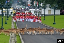 Deer walk past Indonesia's honor guard as they wait for the arrival of Saudi Arabia's King Salman bin Abdul Aziz at the presidential palace in Bogor, Indonesia.