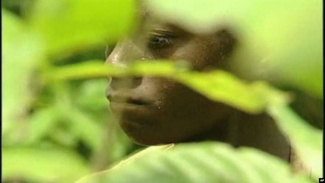 A young man working in a cocoa field in Africa.