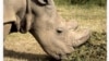 World's Last Male Northern White Rhino Gets Internet Dating Profile