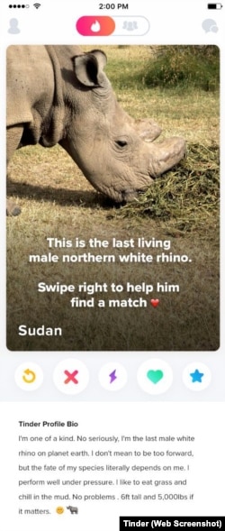 A screenshot from Tinder, showing the profile of Sudan.