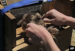 Raw wool, newly sheared off a sheep, is fed into a carding device which will brush the wool out before it is used to make felt.