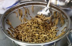 Mealworms are cleaned and sorted before being cooked at restaurant in San Francisco, California, Feb. 18, 2015. (AP Photo)