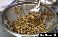 Mealworms are cleaned and sorted before being cooked at restaurant in San Francisco, California, Feb. 18, 2015. (AP Photo)