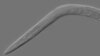 A mutant form of the Caenorhabditis elegans worm proved immune to the intoxicating effects of alcohol.