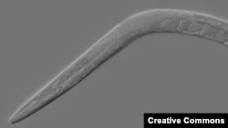 A mutant form of the Caenorhabditis elegans worm proved immune to the intoxicating effects of alcohol.