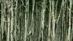 A fisherman walks through a destroyed mangrove forest that was illegally logged in Indonesia