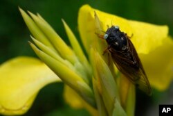 FILE— A blue-eyed cicada perches on a flower at the Morton Arboretum, May 24, 2024, in Lisle, Ill.