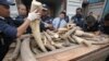 Malaysian Customs Officials Seize 1,000 Elephant Tusks