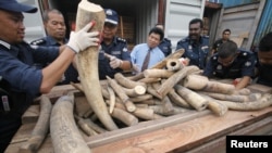 Pihgak berwenang Malaysia memperlihatkan gading gajah yang baru-baru ini ditemukan di Port Kelang, dekat Kuala Lumpur (11/12).