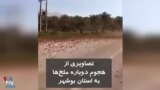 هجوم دوباره ملخ‌ها به استان بوشهر