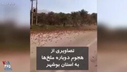 هجوم دوباره ملخ‌ها به استان بوشهر