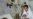 Wife of Pakistani Man Shot by US Diplomat Commits Suicide