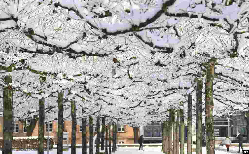 People walk past snow covered trees in Offenburg, southern Germany.