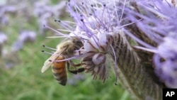 FILE - A bee is seen during pollination.