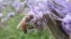 Study: Tiny Number of Bees Account for Most Crop Pollination