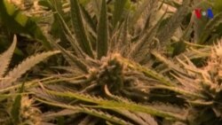Cannabis en California