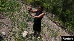 A woman shows a dry radish plant at her drought-affected plot, in the southern village of San Francisco de Coray, in the department of Valle, Honduras, Aug. 13, 2015. 