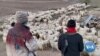 Afghan Refugees in Turkey Make a Living as Shepherds