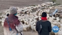 Afghan Refugees in Turkey Make a Living as Shepherds