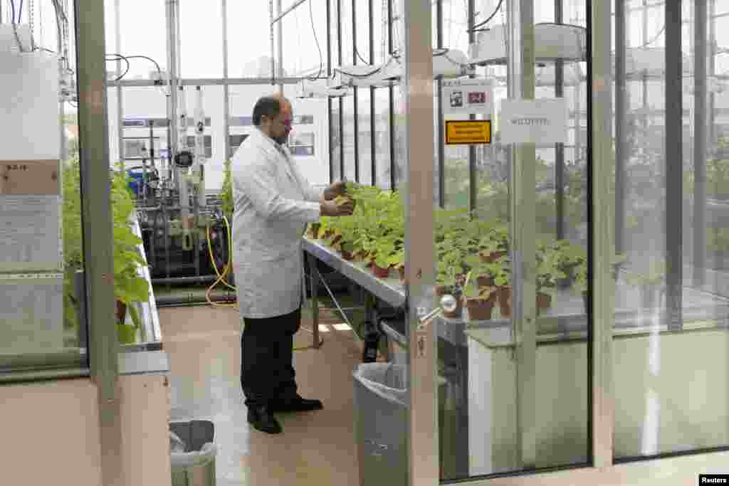 Victor Klimyuk, COO of the company Icon Genetics inspects tobacco plants (Nicotiana benthamiana) in a laboratory in Halle, Germany, Aug. 14, 2014.