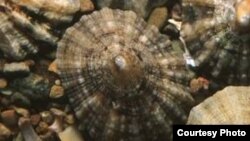 Le nouveau matériau le plus résistant sur Terre provient de ce type de mollusque 
