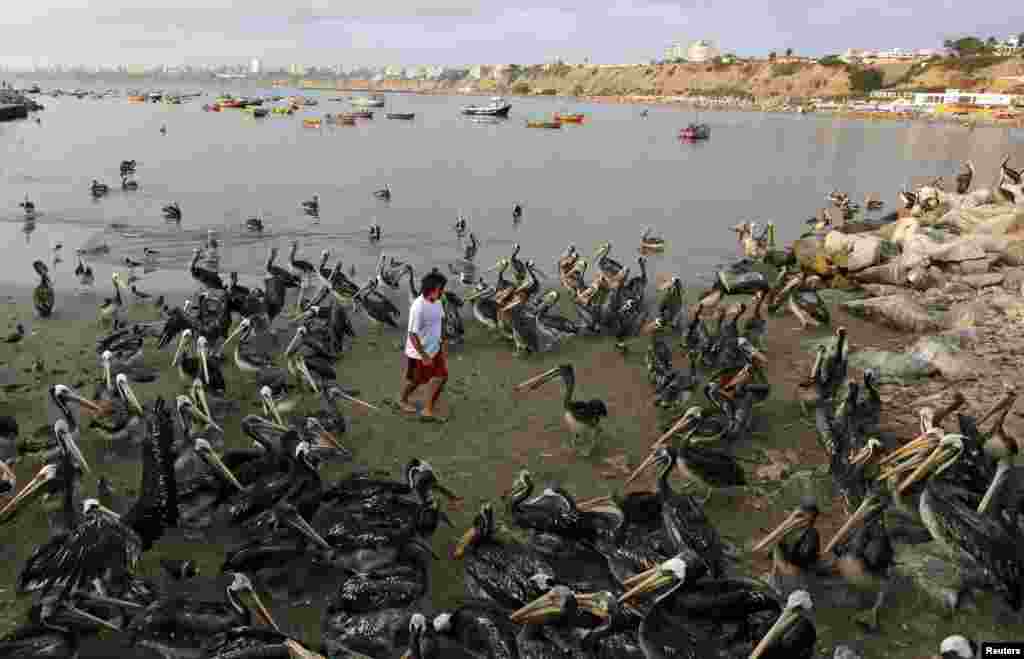 Seorang pria dikelilingi oleh burung-burung pelikan saat berjalan menuju pasar ikan di kota Lima, Peru.