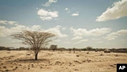 La région de Turkana, au Kenya, offre un exemple des effets de la sécheresse en Afrique