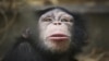 专家称中国成黑猩猩非法贸易最大目的地