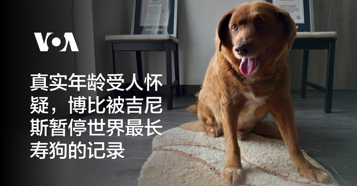 真实年龄受人怀疑，博比被吉尼斯暂停世界最长寿狗的记录