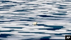 Seekor beruang kutub berdiri di atas lapisan es di dekat Arktika, wilayah Kanada (22/7). Lapisan es dilaporkan semakin mengecil di Arktika.