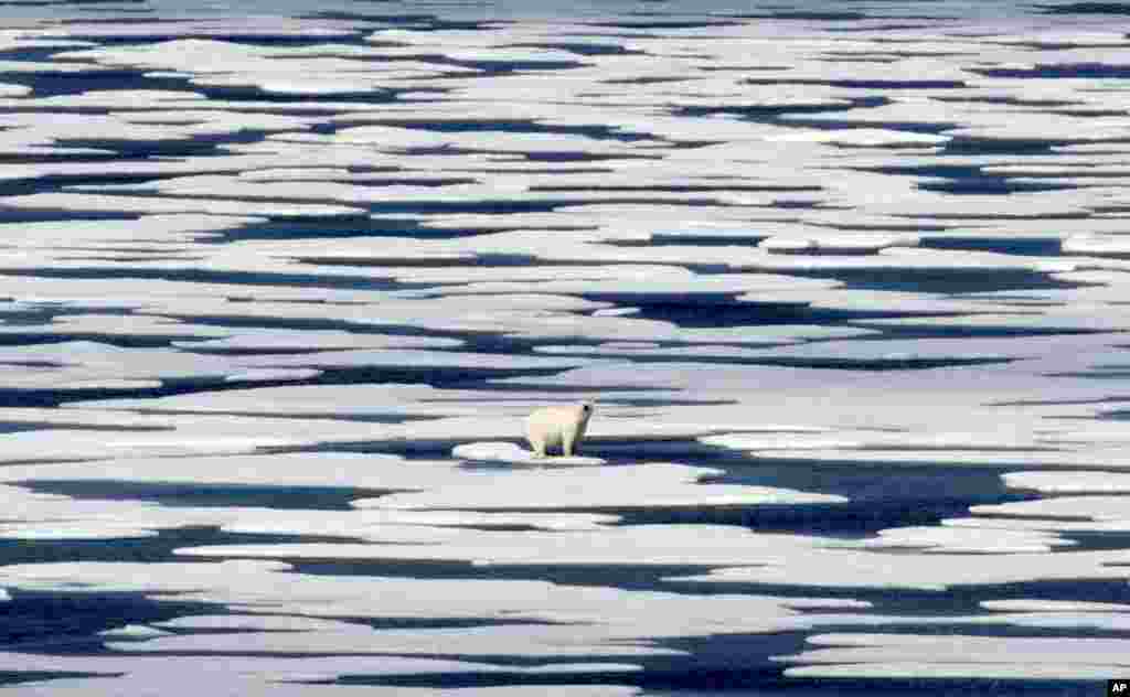 A polar bear stands on the ice in the Franklin Strait in the Canadian Arctic Archipelago, July 22, 2017. While some polar bears are expected to follow the retreating ice northward, others will head south, where they will come into greater contact with humans, encounters that are unlikely to end well for the bears.