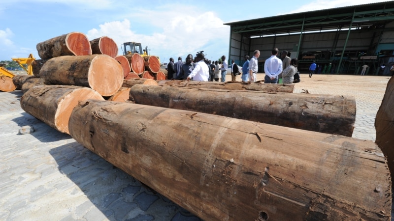 Filière bois au Gabon: 